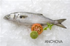 Anchova