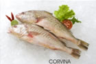 Corvina